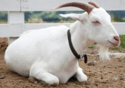 Pourquoi rêver d'un bouc blanc ?