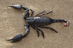 Pourquoi rêver de scorpion ?