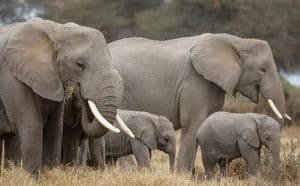 rêver d'éléphant ?