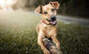Pourquoi rêver de chien ?