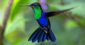 Colibri symbolisme et animal Totem