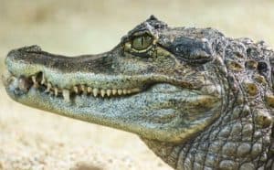 Pourquoi rêver d'alligator ?