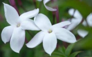 rêver de jasmin