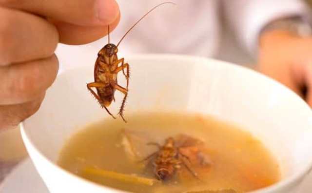 rêver de manger des cafards