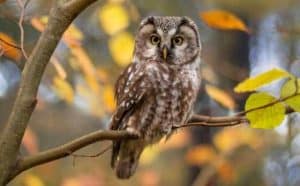 Que signifie trouver un hibou à la maison ?
