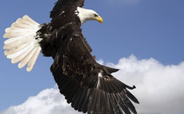 rêver de voler sur un aigle