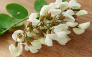 Fleur d'acacia et symbole