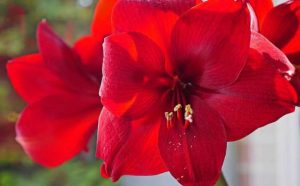 Fleur Amaryllis symbole