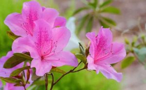 Fleur l'azalée et symbole