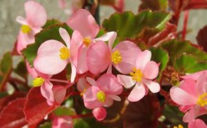 Bégonia signification et symbole