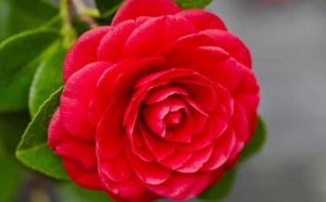 Camélia signification et symbole