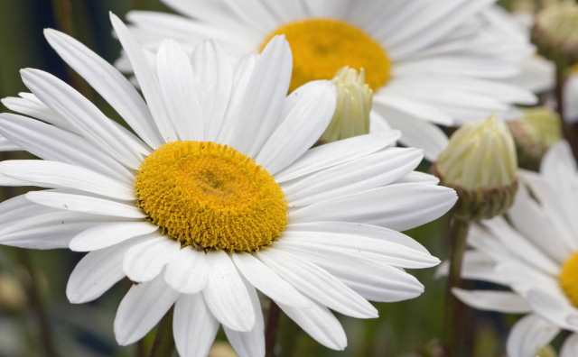 Signification des fleurs