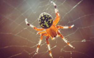 Signification spirituelle des araignées