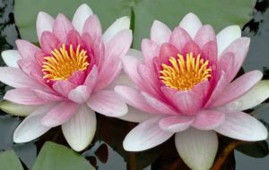 Significations Spirituelles du lotus