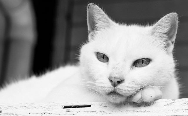 La significations des rêves d'animaux blancs