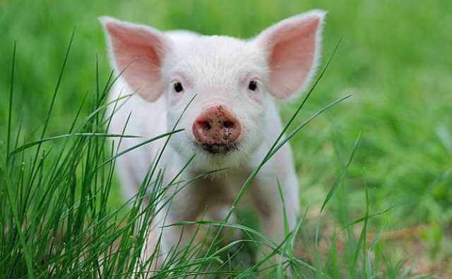 rêver de cochon blanc
