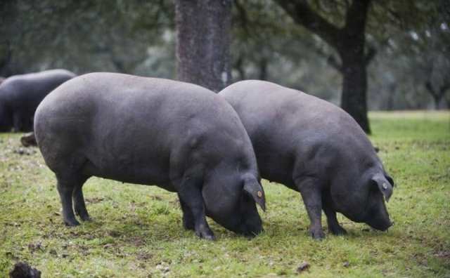 rêver de cochon noir