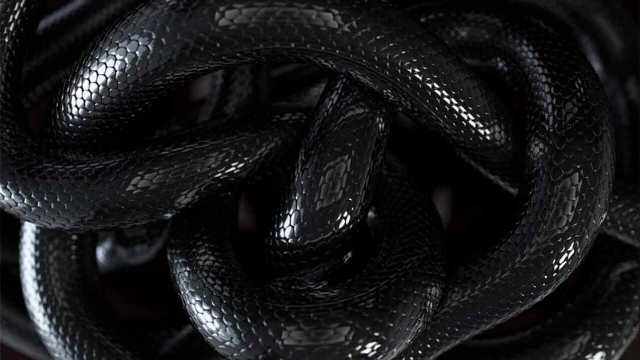 Rêver de plusieurs serpents noirs :
