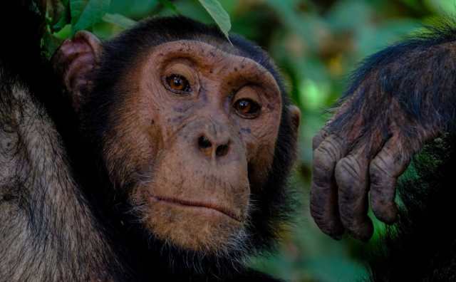 rêver de singe en islam