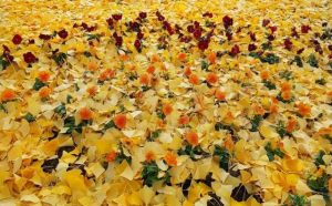 signification spirituelle du mois du mois de novembre :