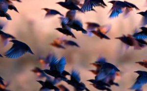 Pourquoi rêver de chasser des oiseaux ?