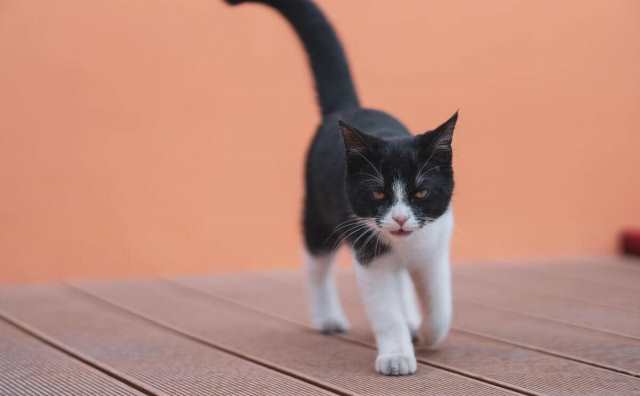 Est-ce- un mauvais présage de rêver d'attaque de chat ?