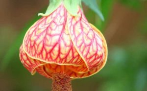 Abutilon symboles et signification dans le langage des fleurs :