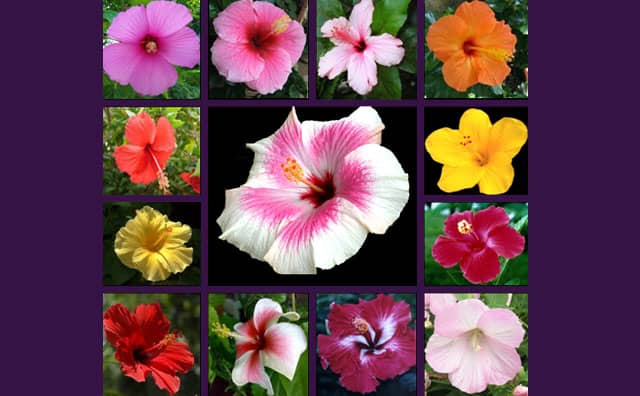 Les couleurs de l'hibiscus et ses significations dans le langage des fleurs :