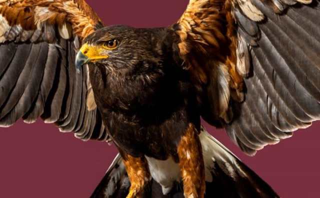 Comment bien interpréter rêver d'oiseaux de proie ?