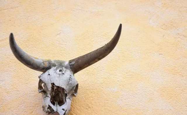 Pourquoi rêver de tête d'animaux ?