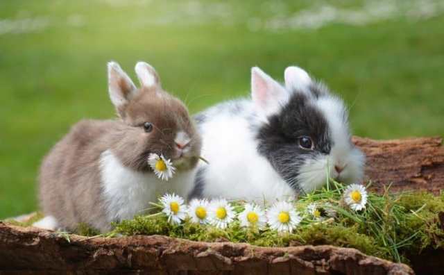 Pourquoi rêver de lapin en Islam ?