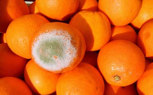 La signification d'un rêve avec des oranges gâtées ou pourries :