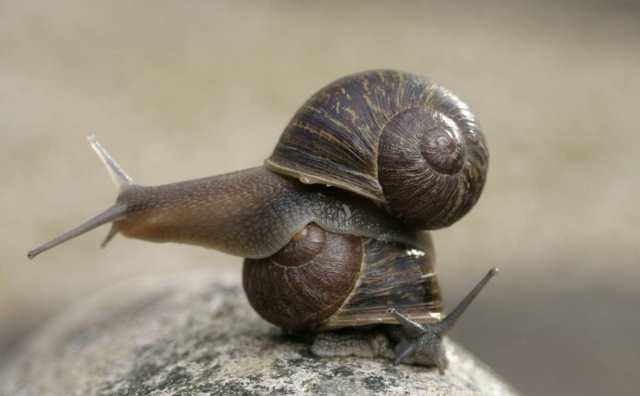 Comment bien interpréter rêver d'escargot en Islam ?