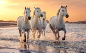 Pourquoi rêver de chevaux sur une plage ?