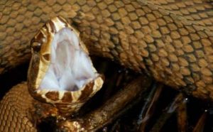 Pourquoi rêver de venin de serpent ?