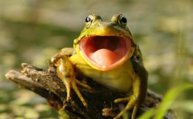 Que signifie rêver d'une grenouille qui vous poursuit ou vous attaque