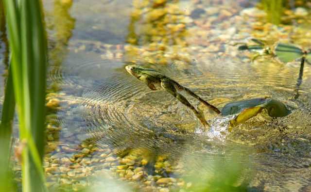 Rêver qu'une grenouille vous saute dessus : signification