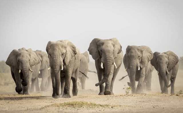 Pourquoi rêver de plusieurs éléphants ?