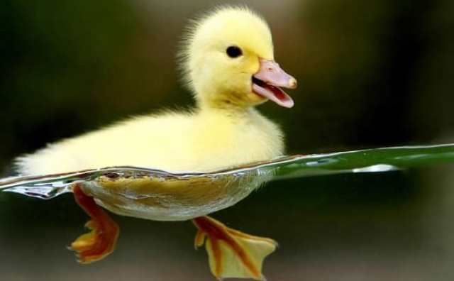 Que signifie rêver de canard jaune ?