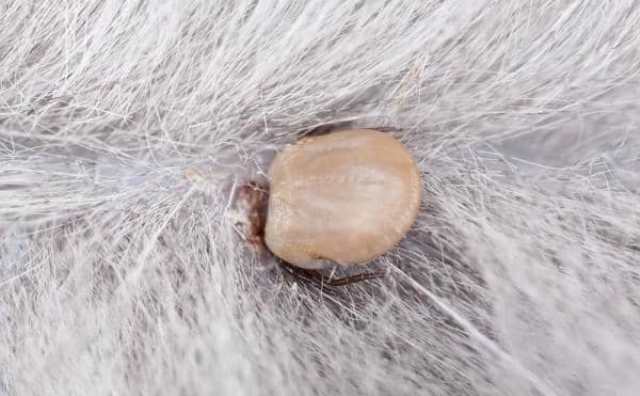 Interprétation de rêver de tiques dans les cheveux ou sur la tête