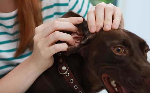 Signification de rêver de tiques sur des chiens, des chats ou des chevaux :