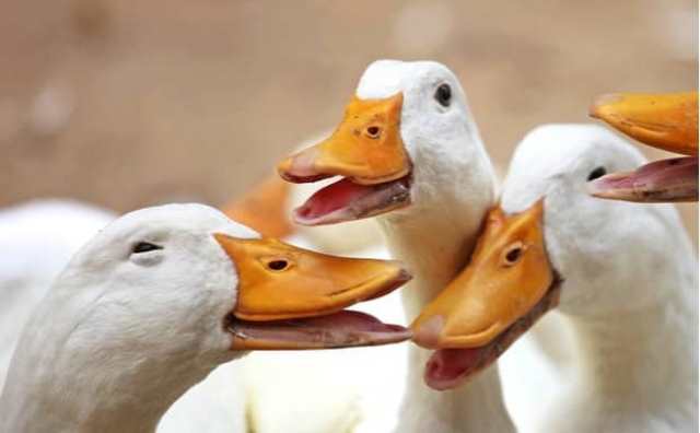 La signification d'un rêve de canard blanc : 