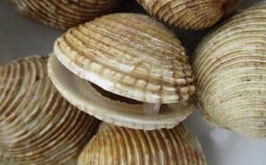 Pourquoi rêver de palourdes ?