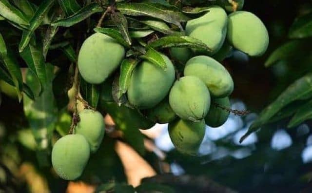 Pourquoi rêver de mangues vertes ?