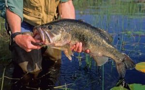 Rêver d'attraper du poisson : quelles interprétations et significations ?