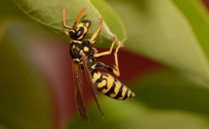 Rêver de guêpes dans la maison : quelles interprétations et significations ?