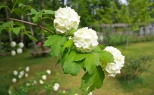 Signification et symbolisme de la boule de neige dans le langage des fleurs :