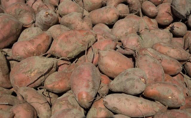Pourquoi rêver de patates douces sales ?