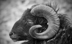 Rêver de bélier noir : quelles interprétations et significations ?