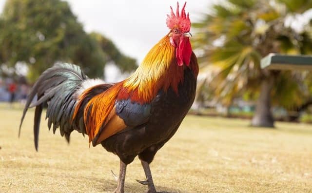 Pourquoi rêver de coq en islam ?